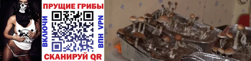KRAKEN онион  Армянск  Галлюциногенные грибы Psilocybine cubensis 